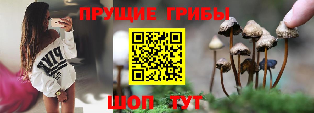 Псилоцибиновые грибы GOLDEN TEACHER Карачаевск